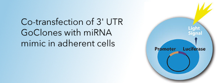 Identifying Targets Of Human MicroRNAs