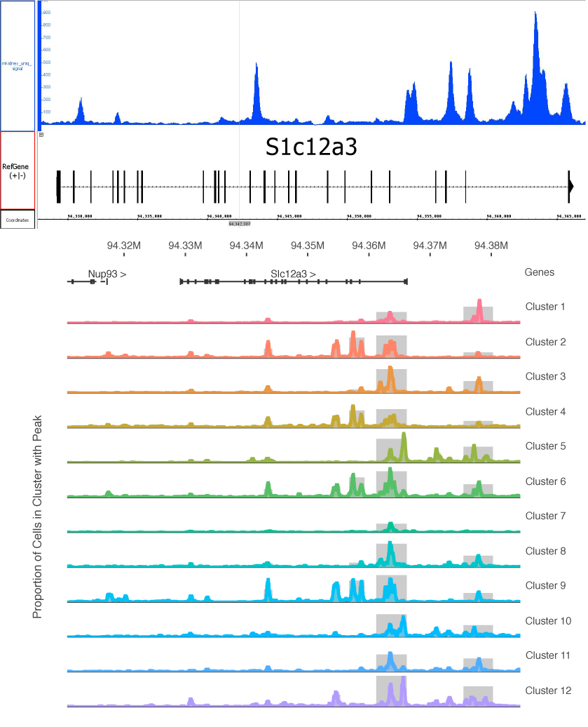 Single Cell Atac Seq Scatac Seq 受託サービス