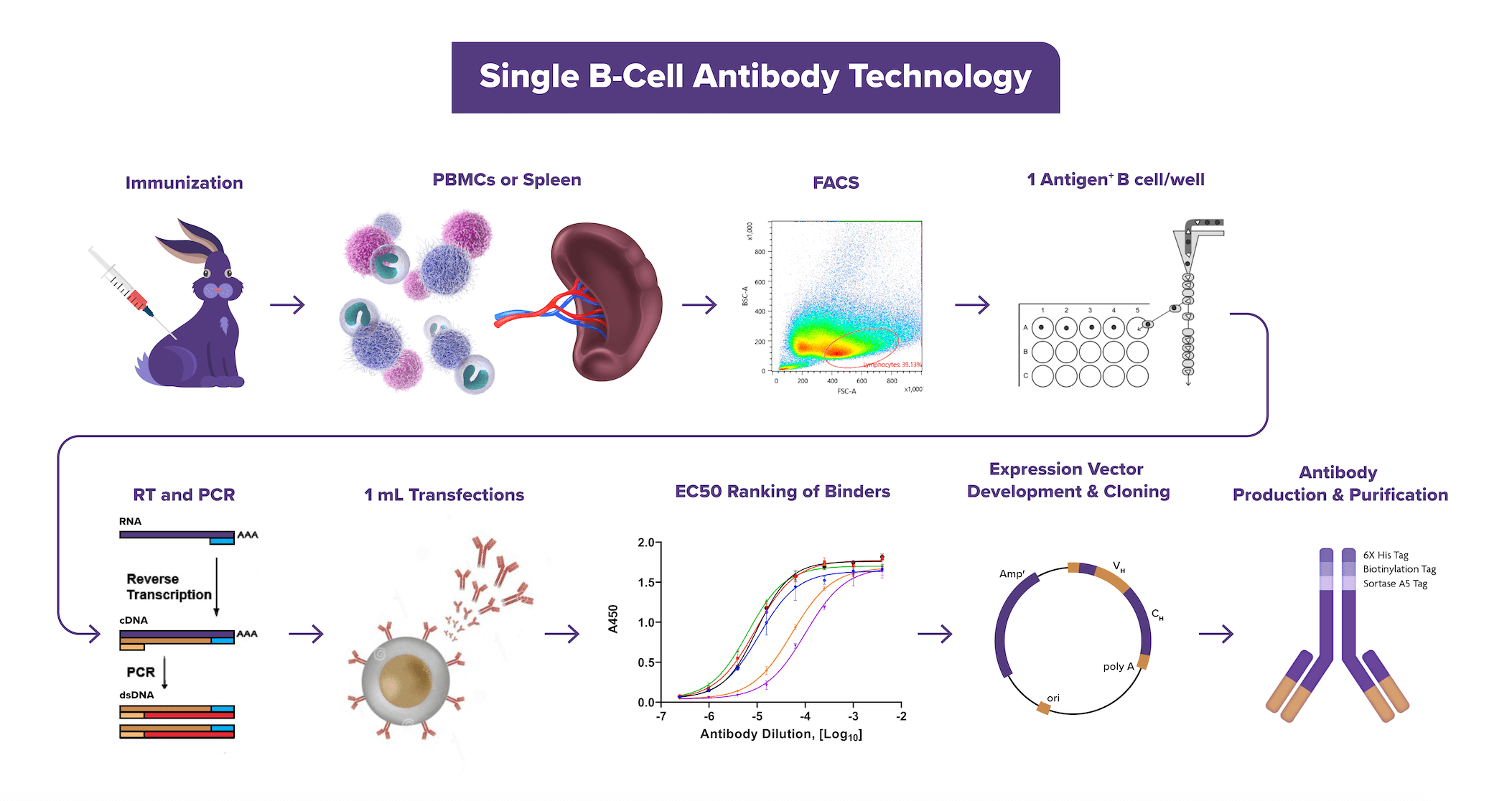 Single B-cell Antibody Development Service